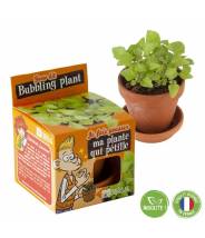 Pot avec coupelle Plante carnivore Radis et Capucine 8 cm - Jeu de