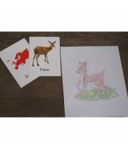 Animaux du monde (Ma Montessori Box)