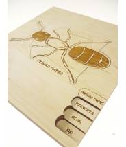 La fourmi et son cycle de vie - Puzzle Stuka Puka