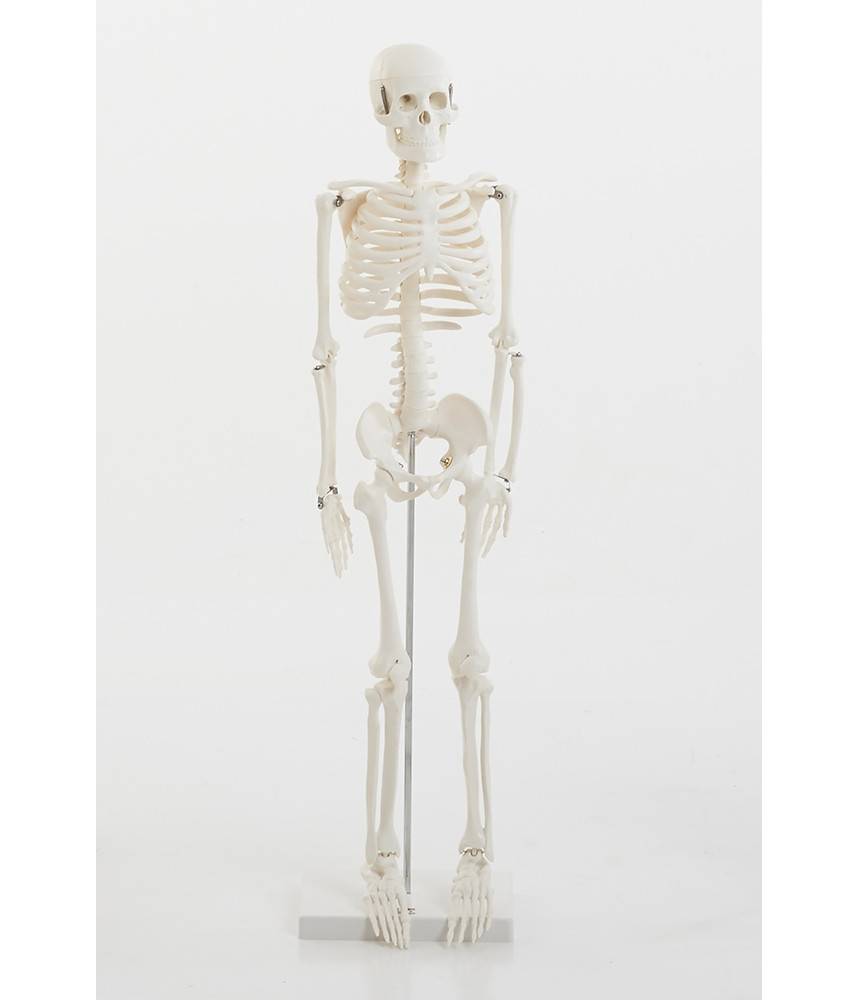 Squelette échelle un / demi, Tickit