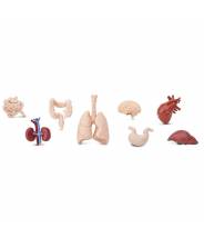 Organes du corps humain - Tube Safari LTD