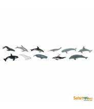 Baleines & Dauphins - Tube Safari LTD