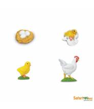 La poule - Cycle de la vie Safari LTD