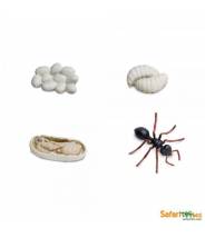 La fourmi - Cycle de la vie Safari LTD
