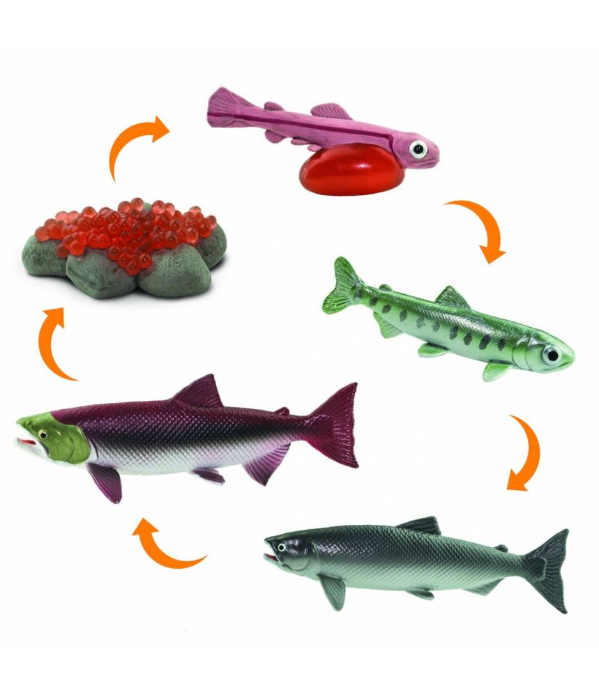 Le saumon - Cycle de la vie Safari LTD