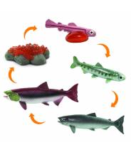 Le saumon - Cycle de la vie Safari LTD